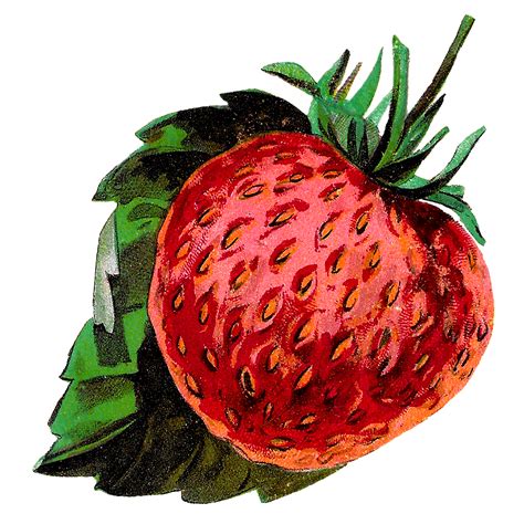 Antique Images Strawberries Fruit Stock Clip Art Illustrations