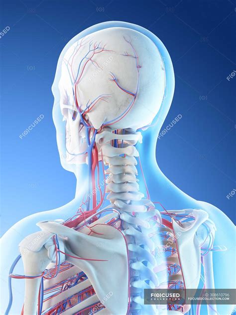 Blood Vessels Of Human Head And Neck Digital Illustration — Graphic