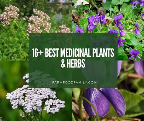 16 Best Medicinal Plants And Their Uses With Names And Pictures