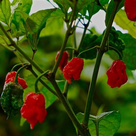 Chilli Carolina Reaper Seeds The Seed Collection
