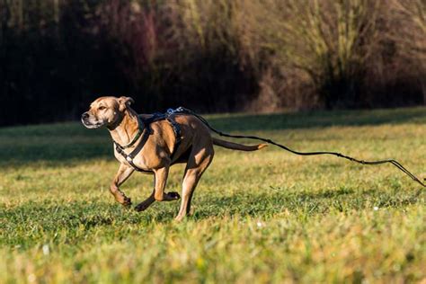 The 21 Best Dog Breeds For Running And Hiking Animal Hearted — Animal