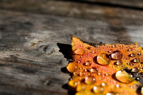 Water Dew On Autumn Leaf Hd Wallpaper Wallpaper Flare