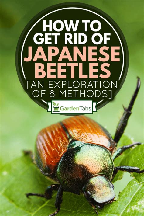 how to get rid of japanese beetles [an exploration of 8 methods]