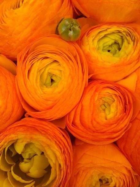 Orange Ranunculus Bettie Rose