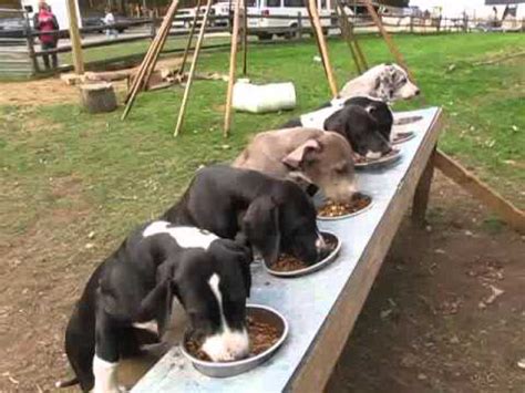 We will not refund any deposits received to anyone once you are placed in line even if the puppies weren't visually appealing to you. Puppy Hill Great Danes dinnertime! | SDP - YouTube
