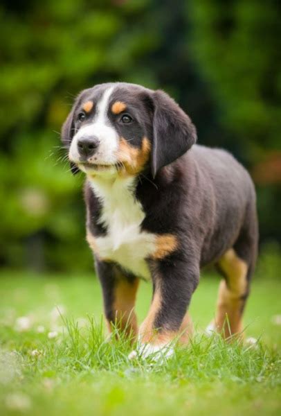 Greater Swiss Mountain Puppies Short Hair Bernese Dogs
