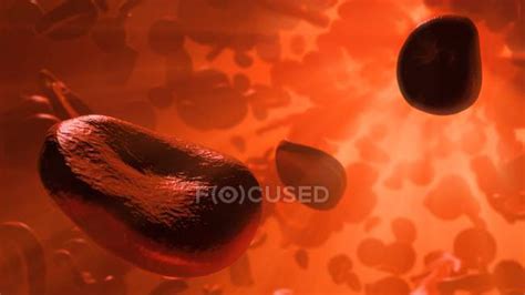 Red Blood Cells Flowing Inside An Artery — Haematology Rbcs Stock