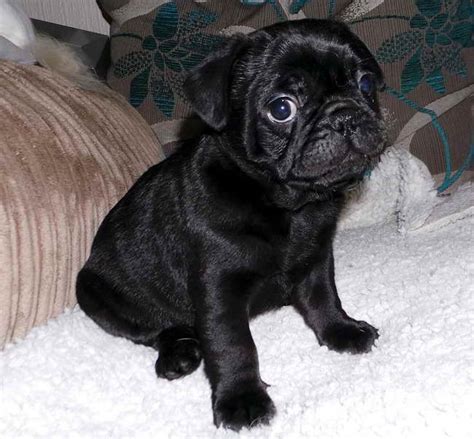 American staffordshire terrier puppies for sale! Frenchie Pug Puppies For Sale | PETSIDI