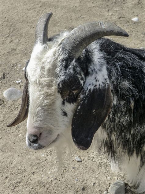 Kostenlose Foto Natur Weiß Tier Niedlich Ziege Horn Ländlichen
