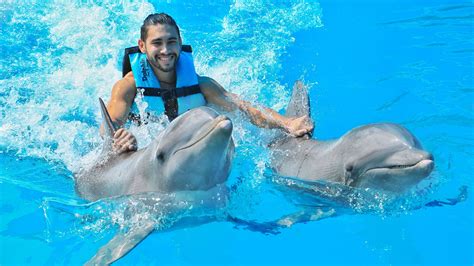 Dolphin Royal Swim With Admission To Gulf World Marine Park