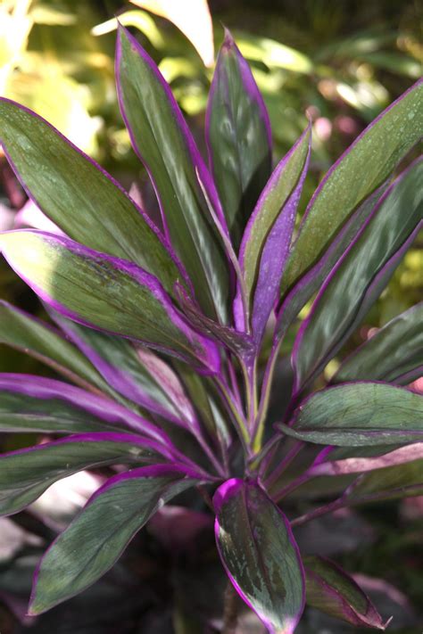 Photo Of The Leaves Of Hawaiian Ti Plant Cordyline Fruticosa Purple My Xxx Hot Girl