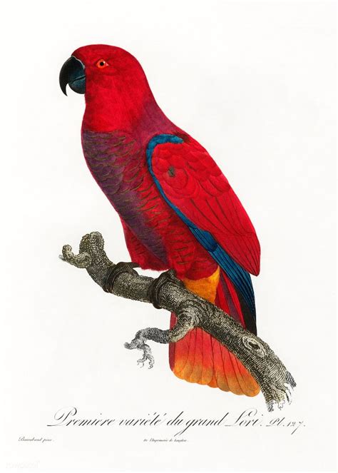 The Eclectus Parrot From Natural History Of Parrots 1801—1805 By