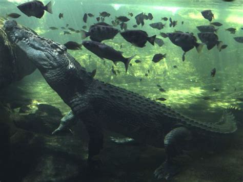 Brutus The Giant Crocodile Attacks Shark In Australia