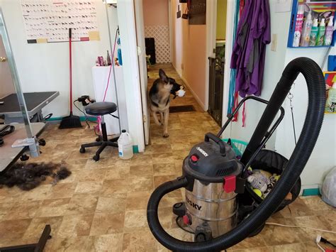 Aegon, German Shepherd.... - Dukes Dog-Gone Grooming, LLC