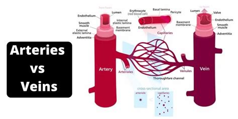 Perbedaan Antara Arteri Dan Vena Arteri Vs Vena