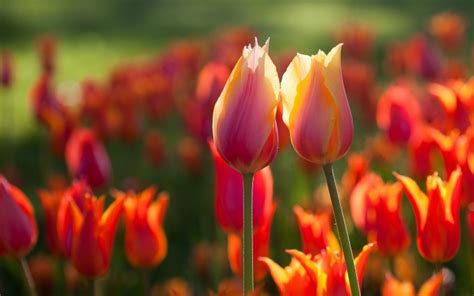 Beautiful Tulips Wallpapers Hd Desktop Wallpapers 4k Hd