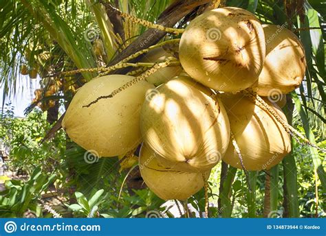 Coconuts Indonesia Ripening Fruits Of Coconut Palm Stock Photo Image
