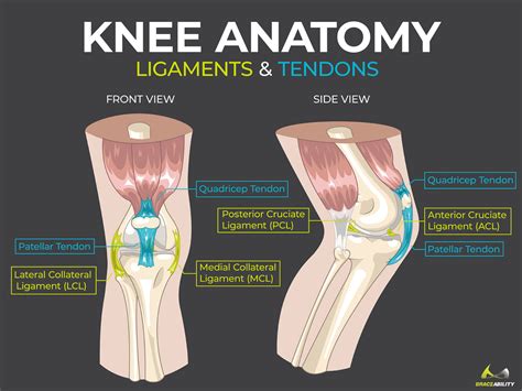 Muscles Behind Knee Diagram
