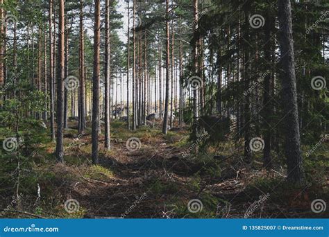 Scandinavian Coniferous Forest In Autumn Stock Image Image Of Branch