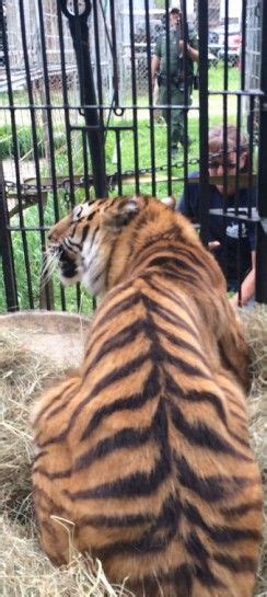 Big cat rescue holds the highest rating given by charity navigator and is accredited by the global federation of animal sanctuaries. JnK | Big cat rescue, Big cats, Cat colors