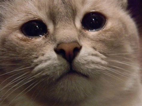Create Meme Sad Cat Sad Cats Pictures With Tears Does This Mean The