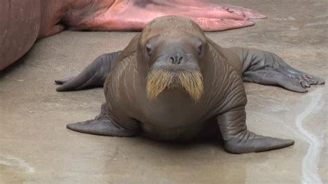 This New Adorable Baby Walrus Has The Cutest Waddle