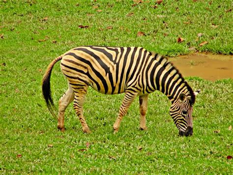 Zebra Da Planície Mundo Ecologia