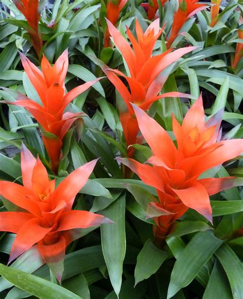 11 Tropical Flower Plants That Will Enliven Any Room Tropical House