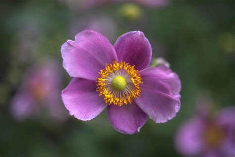 How To Grow And Care For Anemone Windflower