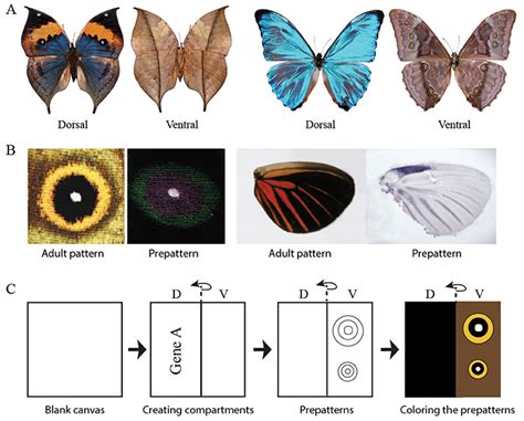 Two Sides To A Wing A Gene That Makes Butterfly Upper And Bottom Wing