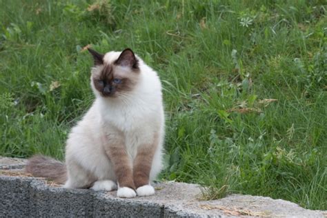 Birman Cat Breed Info Pictures Care Traits And Facts Pet Keen