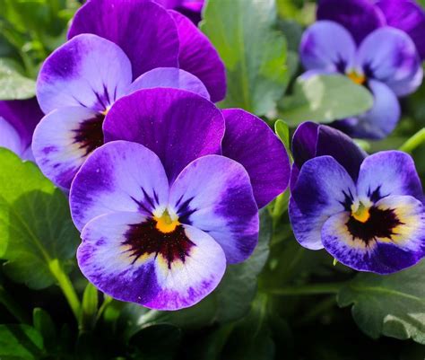 Como Cuidar Da Flor Do Amor Perfeito Viola Tricolor Plantasonya O