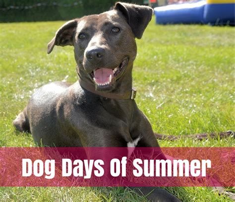 Dog Days Of Summer Wordless Wednesday Puppy Leaks
