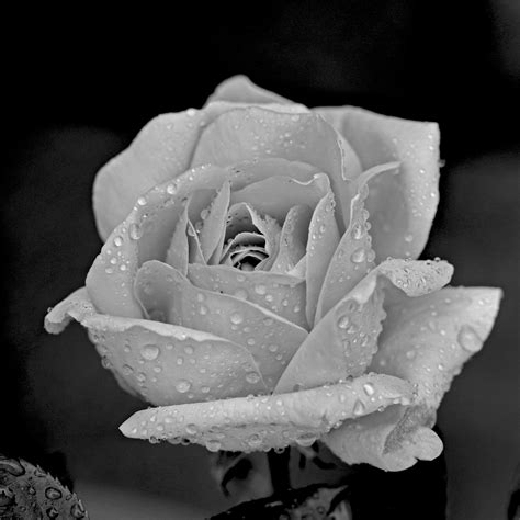 Rose Black And White Photography
