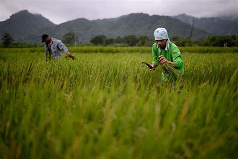 In 1998, malaysia produced 1.94 million metric tons of rice.2 even with this high production, malaysia still only produces eighty percent of what it needs to support itself and must import the rest.6 the. Weather beating for rice production | The ASEAN Post