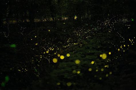 Purushwadi Fireflies Festival 2019 Treks And Trails India