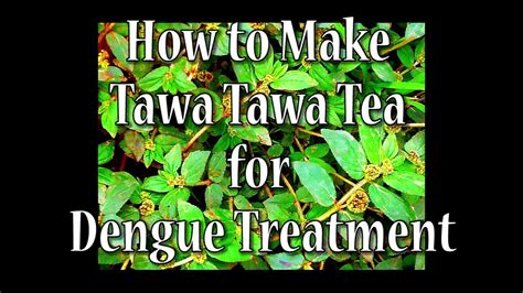 How To Make Tawa Tawa Tea For Dengue Treatment Youtube
