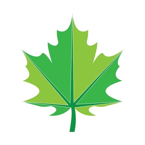 Premium Vector Maple Leaf Vector Illustration