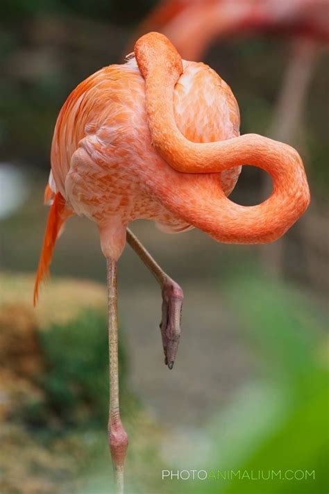 A Pink Flamingo With Its Head In The Air