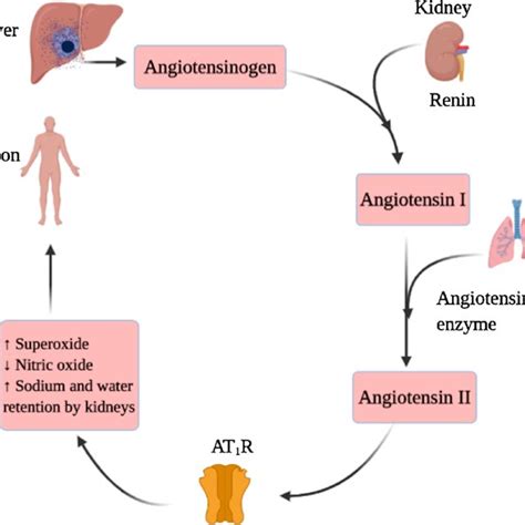 Chronic Effect Of Increasing Levels Of Angiotensin Ii In The