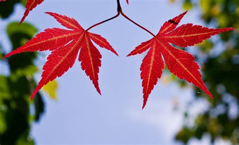 Japanese Maple Leaves Pentax User Photo Gallery