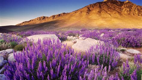 Des Fleurs Violettes Sur La Montagne Hd Photo Fonds Décran Aperçu