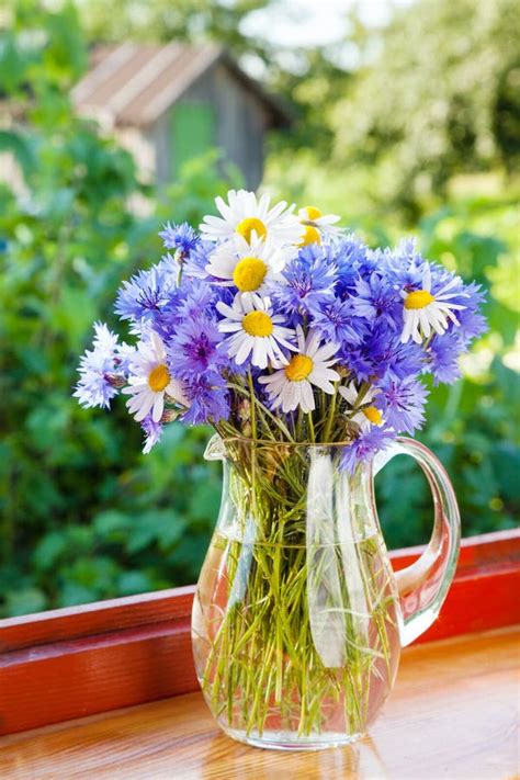 Bouquet Of Blue Cornflowers And Daisies In Jug Stock Image Image Of