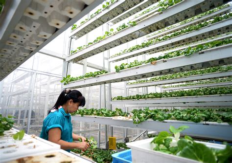 Vertical Farming Invention Wins Global Award Singapore News Asiaone