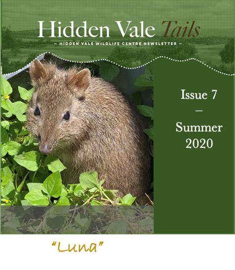 Hidden Vale Tales - Issue 7 Summer 2020 - Hidden Vale ...
