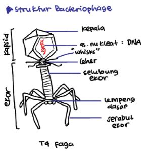 Bakteriofag Ciri Ciri Dan Cara Replikasi Bakteriofag