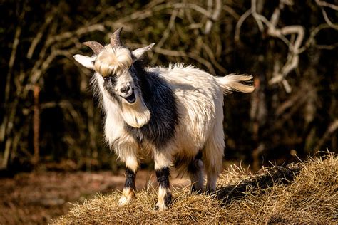 Laughing Goat Photograph By Becky Baysden Fine Art America