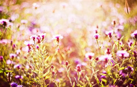 Images Gratuites Herbe Fleur Plante Prairie Lumière Du Soleil