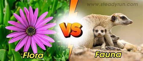 Difference Between Flora And Fauna Differences Comparison