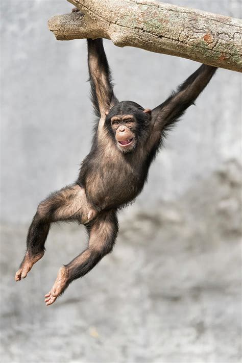 Young Chimpanzee Swinging On A Tree Photograph By Jeannette Katzir